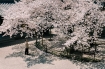 Mùa hoa anh đào tĩnh lặng, man mác buồn ở Nhật
