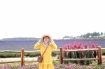 'Lịm tim' trước cánh đồng hoa lavender tím biếc ở Đà Lạt