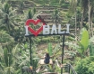 Nóng: Du khách Việt Nam đã có thể xuất cảnh mà không cần qua hải quan ở Bali, Indonesia