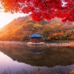 Đi Hàn Quốc mùa thu mà không ngắm lá đỏ thì uổng phí cả thanh xuân, lên lịch để hốt hình sống ảo liền nè!