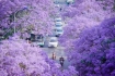 Mùa hoa phượng tím đẹp rực rỡ ở Vân Nam Trung Quốc