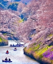 Sang Nhật đến sông Shingashi ngồi thuyền ngắm hoa anh đào